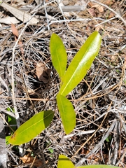 Geobalanus oblongifolius