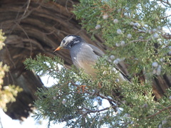 Spodiopsar cineraceus