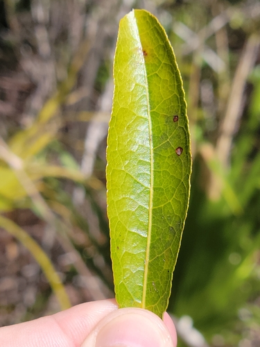 Geobalanus oblongifolius, photograph 1