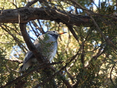 Spodiopsar cineraceus