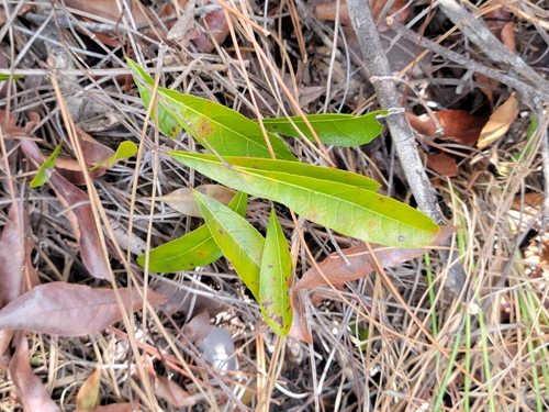 Geobalanus oblongifolius, photograph 2