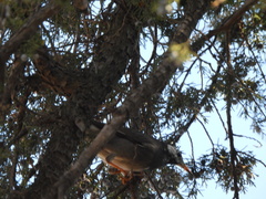 Spodiopsar cineraceus