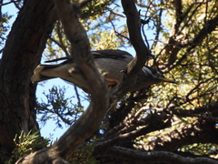 Spodiopsar cineraceus