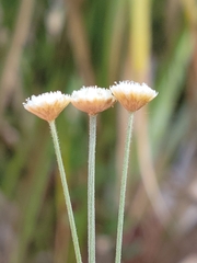 Syngonanthus flavidulus