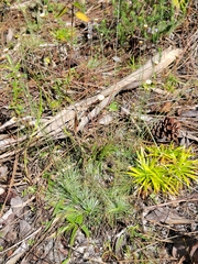 Syngonanthus flavidulus