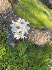 Narcissus tazetta
