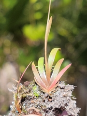 Xyris flabelliformis