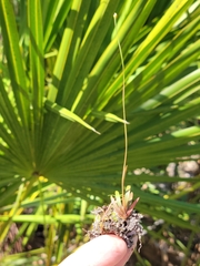 Xyris flabelliformis