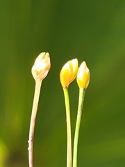 Xyris flabelliformis