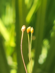 Xyris flabelliformis