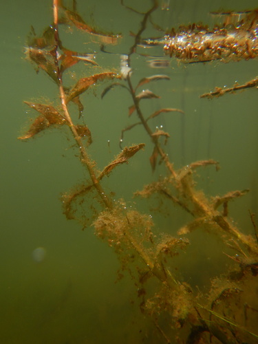 Ludwigia palustris