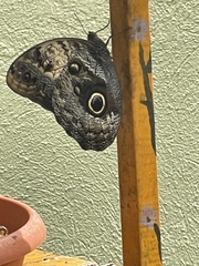 Caligo brasiliensis