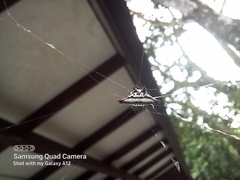 Gasteracantha geminata