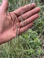 Dichanthium sericeum