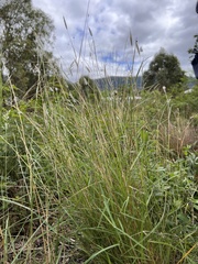 Dichanthium sericeum
