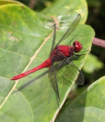 Erythrodiplax castanea