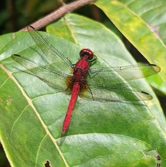 Erythrodiplax castanea
