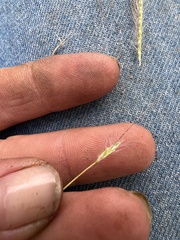 Dichanthium sericeum