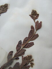 Comandra umbellata umbellata