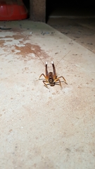 Penalva flavocalceata