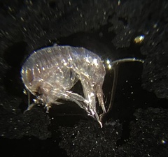 Themisto pacifica