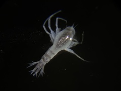 Themisto pacifica