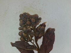 Comandra umbellata umbellata