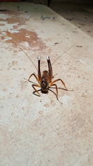 Penalva flavocalceata