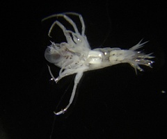 Themisto pacifica