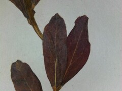 Comandra umbellata umbellata