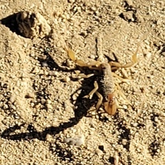 Paravaejovis confusus