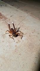 Penalva flavocalceata