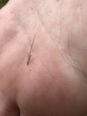 Dichanthium sericeum