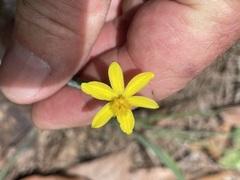Tricoryne
