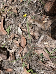Tricoryne