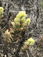 Castilleja mollis