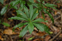 Tasmannia insipida