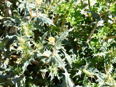 Mentzelia hirsutissima