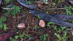 Pentaclethra macroloba