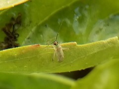 Engytatus modestus