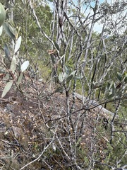 Acacia leptostachya