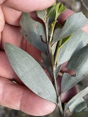 Acacia leptostachya