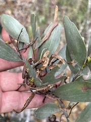 Acacia leptostachya