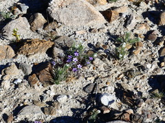 Langloisia setosissima setosissima