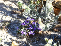 Langloisia setosissima setosissima