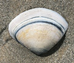 Austromactra rufescens