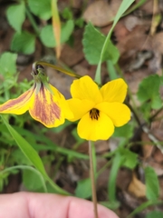 Viola pedunculata