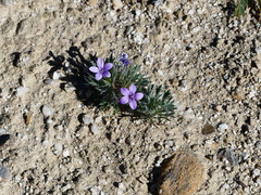 Langloisia setosissima setosissima