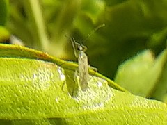 Engytatus modestus