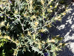 Mentzelia hirsutissima